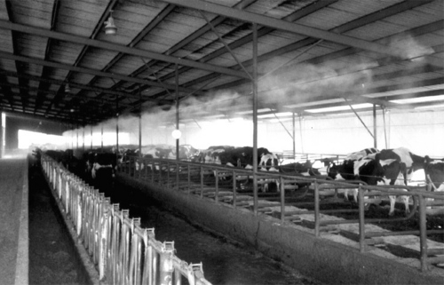 Cattle Farm Cooling System
