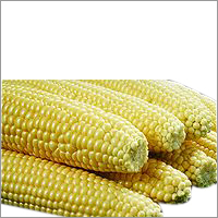 SWEET  Corn