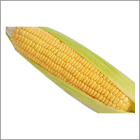 Frozen Yellow corn