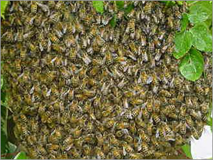 Bee Keeping (Mutual Services)