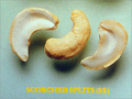Scorched Cashew Splits (SS)