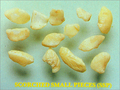 Scorched Cashew Small Pieces (SSP)