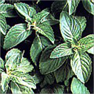 Menthol