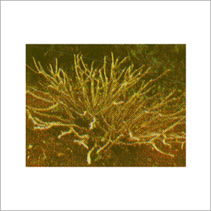 Suco Safer Molecules - Pruned Bushes
