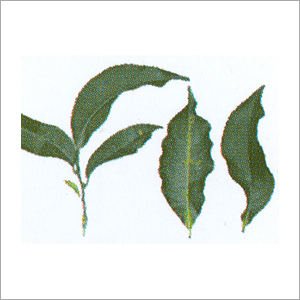 Green Label Zinc - 10% Zn, 5% S Phenolic Chelated Emulsion, 80ml | Acaricide & Fungicide Compatible, Enhances Protein Synthesis, Chlorophyll & Hormonal Activity