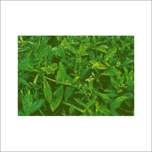 Green Cal-Bo