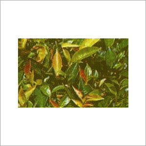 Green Label Magnesium