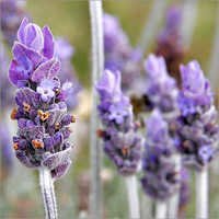 Lavender Essential Oil - 98% Pure Natural Flower Extract, Non-toxic Relief For Burns - Mild Aroma, High Effectiveness, Long Shelf Life Of 6 Years