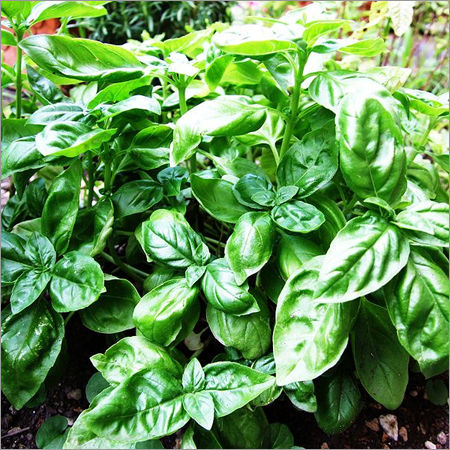 Basil Essential Oil - Age Group: Adults