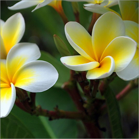 Frangipani Essential Oil - 98% Pure Fragrance Compound | Relaxing, Pain Relief, Long Shelf Life, Suitable for All Ages