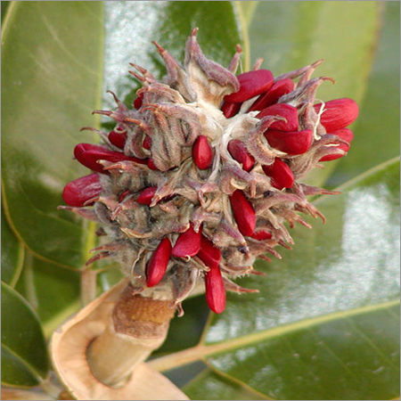 Magnolia Seeds Oil Age Group: Children