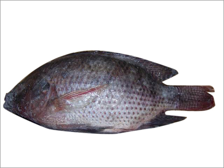 Tilapia Gutted and Scaled