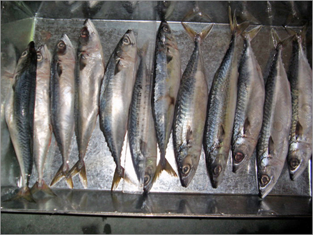 Scomber Australasicus