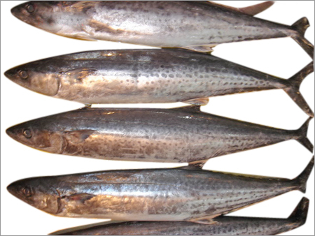 Scomberomorus Niphonius