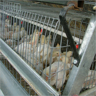 A Type Grower Feeders