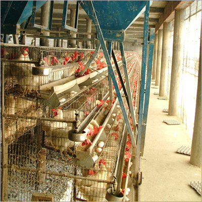 California Cage with Trolley Feeding System