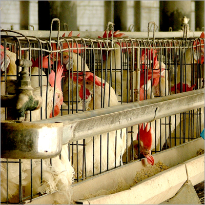 California Cage with Trolley Feeding System