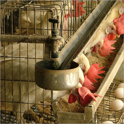 California Cage with Water Channel
