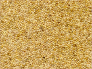 Millet