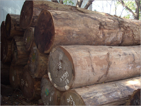 Padouk Wood Log