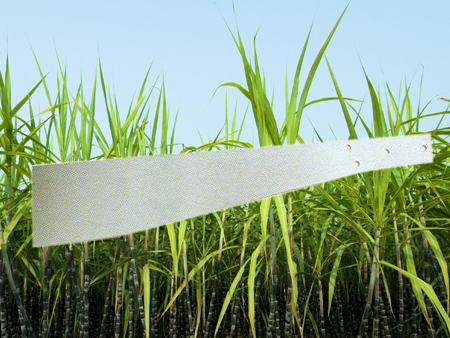Sugarcane Knife without Handle