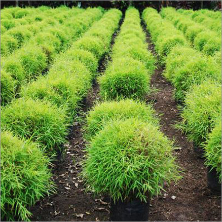  Bamboo Grass  Bamboo Grass  Service Provider Saharanpur 