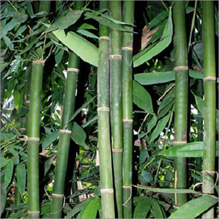 Bamboo Plantation Service Provider, Bamboo Plantation India