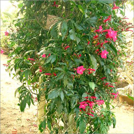 Ipomea Harsipolia