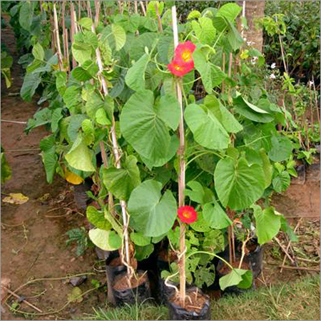 Sticto Cardia Tillifolia