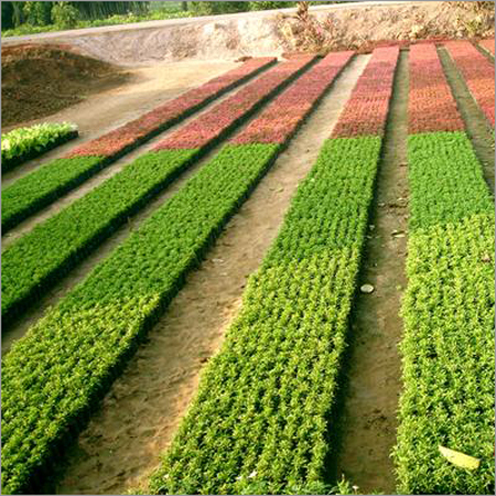 Alternenthra Varieties
