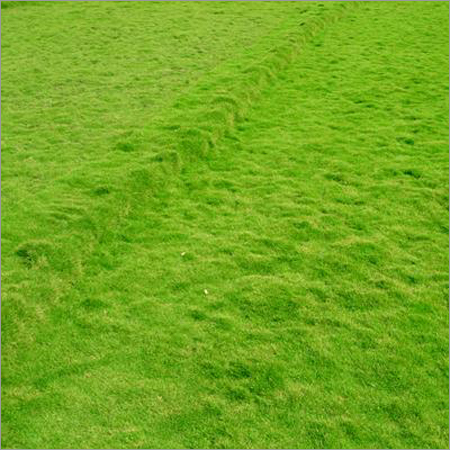 Zoysia-Japonica Matarelli