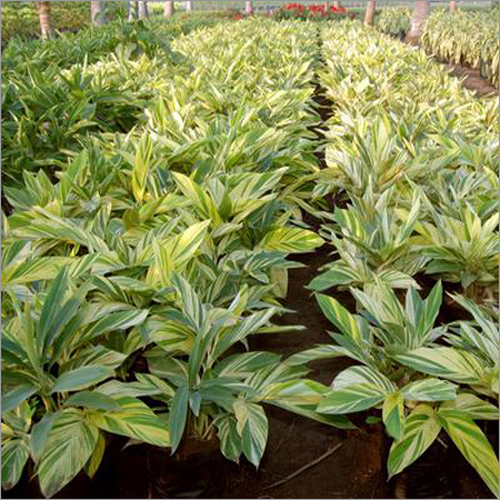Alpinia Zerumbet Varigata