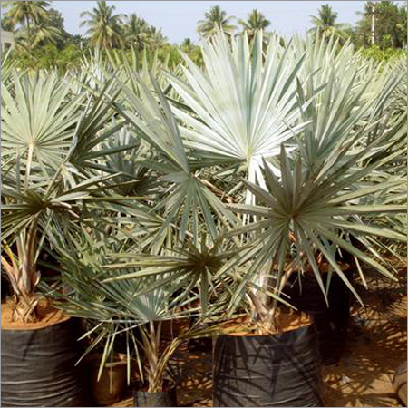 Bismarkia Nobillis