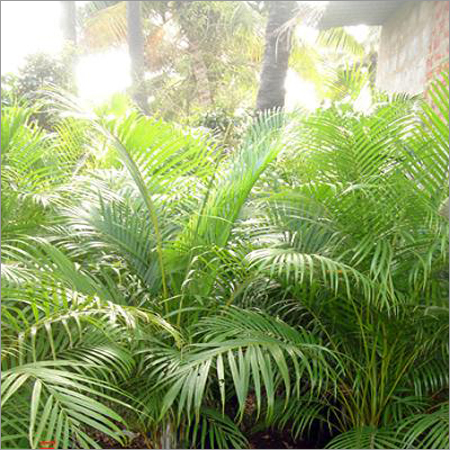 Crysalidocarpus Lutescens