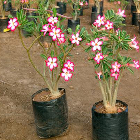 Adenium Obesum