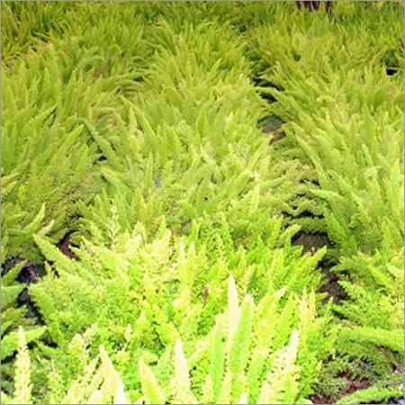 Asparagus Densiflorus Mayer