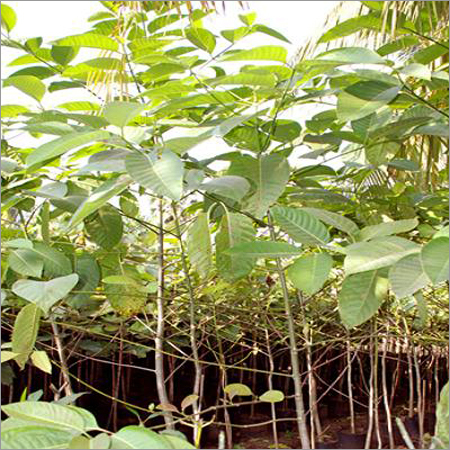 Anthocephalus Cadamba Plantation