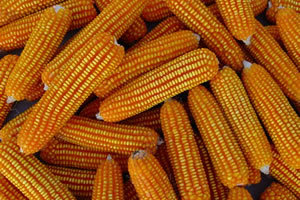 Maize Products