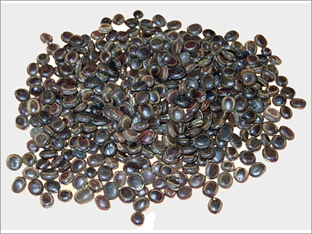 Acasia Seed