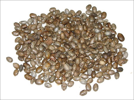 Castor Seed