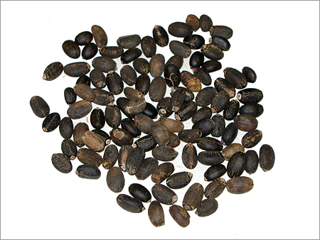 Jatropha Seed