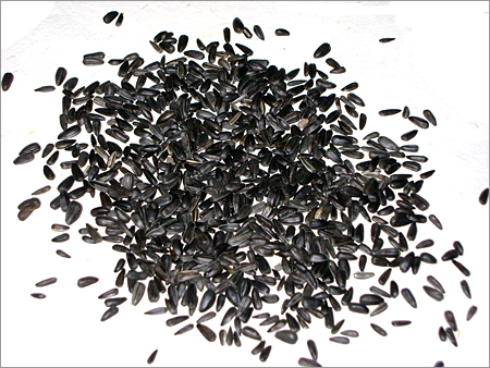 Sunflower Seed