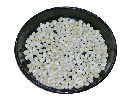White Maize - Irregular Shaped, Off-white Color, 99% Purity, 13% Moisture | Disease Resistant, High Yield, Nutritious Grain, Versatile Use, Easy To Grow