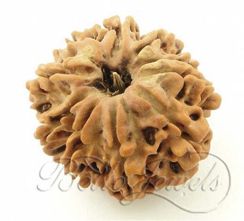 Lab Certified 10 Mukhi Rudraksha - Gurgaon/Delhi