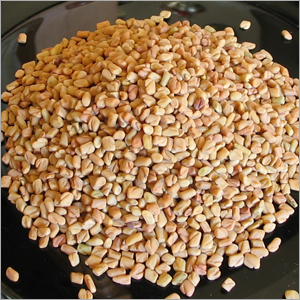 Fenugreek