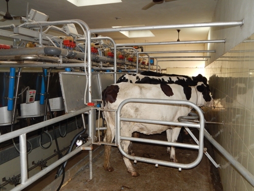 Cow Dairy Milking Parlors