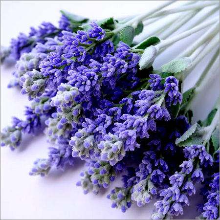 Lavender Bunch
