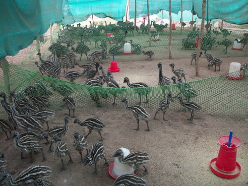 Emu chicks