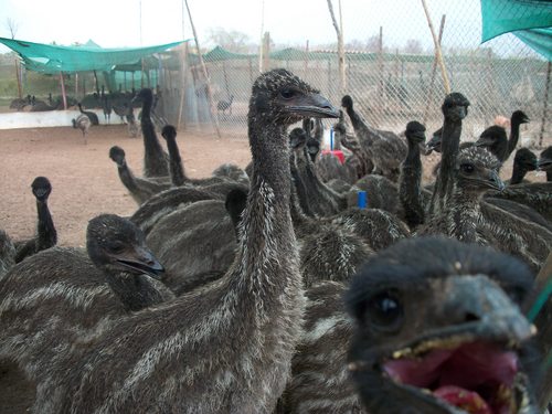 Emu Farms