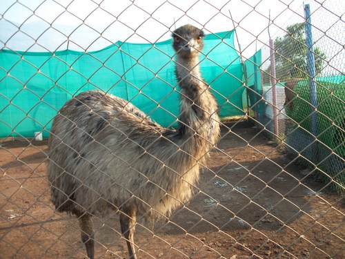 Emu 